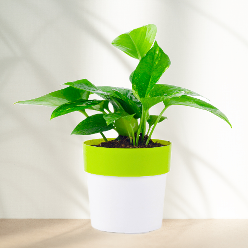 plant with shaded pot