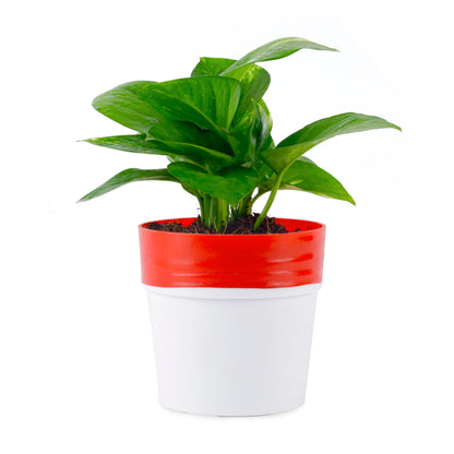 plant with pot