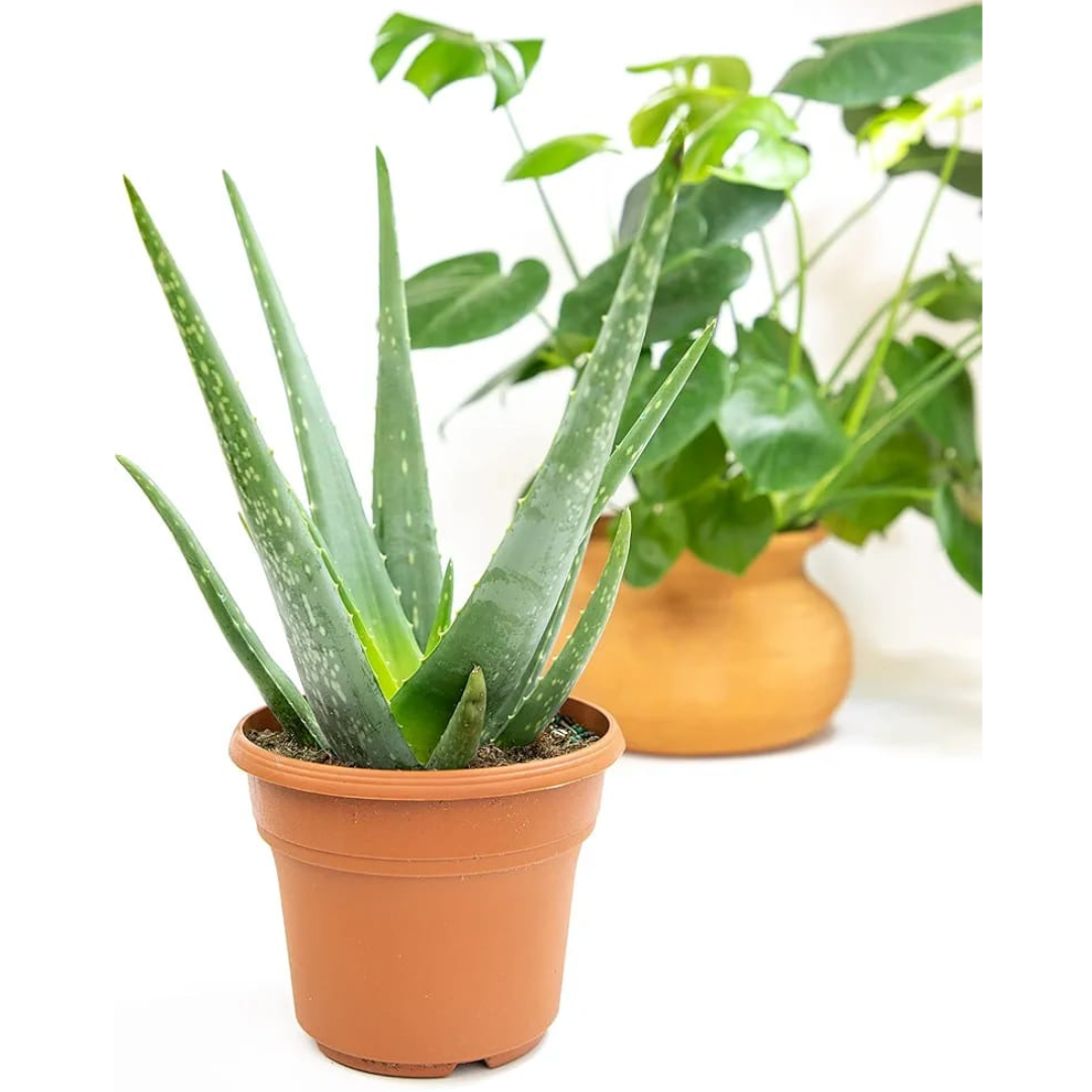 aloevera