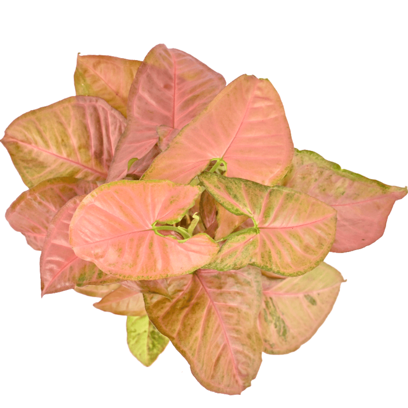 Syngonium Pink