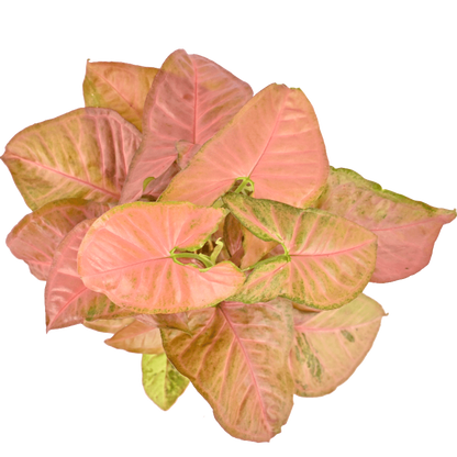 Syngonium Pink