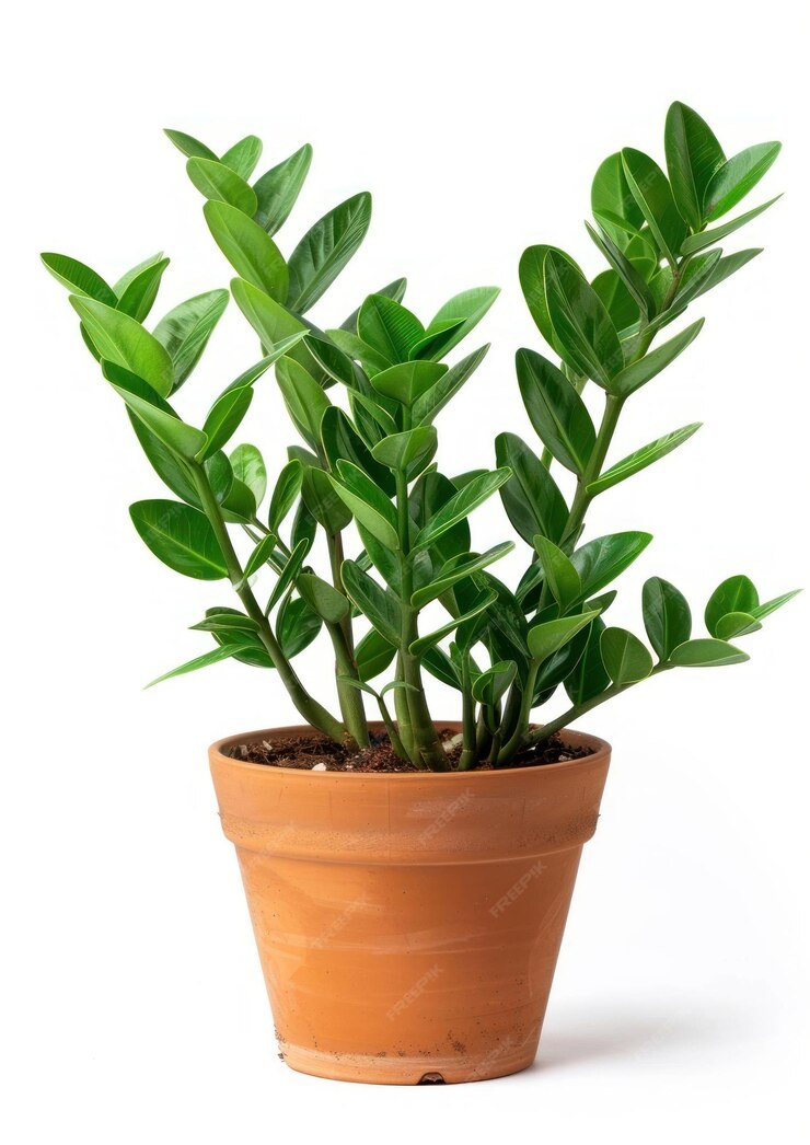 vibrant-green-potted-plant
