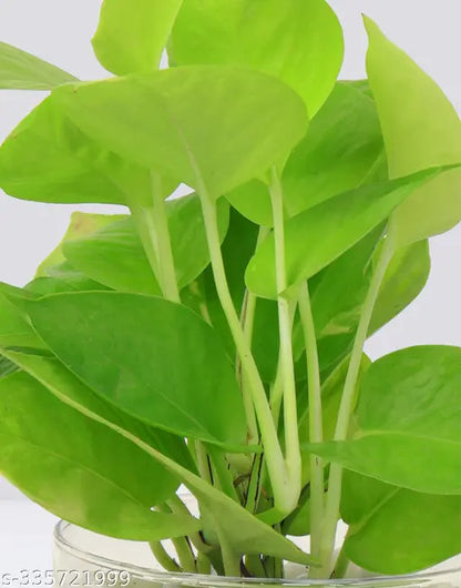 Money Plant With Glass Pot