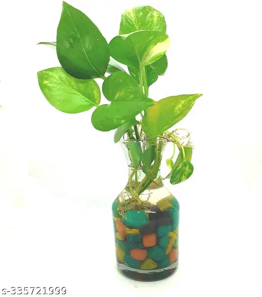 Money Plant With Glass Pot