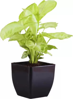 Phoolgram Syngonium Plant, Money Plant  (Pack of 3)