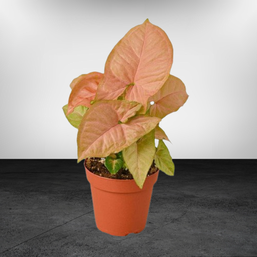 Syngonium Pink Live Plant With Nursary Pot