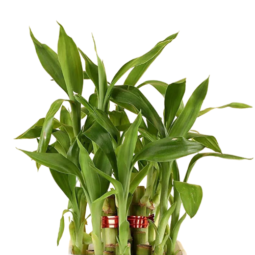 Lotus Bamboo Plant combo 5.5 Cm With white Pot indoor (Air Purifier Healthy Live Plant)