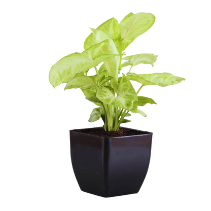 Combo -Syngonium White Butterfly & Money Plant