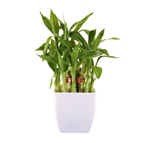 Lotus Bamboo Plant combo 5.5 Cm With white Pot indoor (Air Purifier Healthy Live Plant)