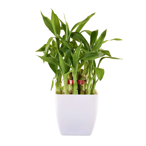 bamboo and Lotus Bamboo Plant combo With white Pot indoor (Air Purifier Healthy Live Plant)