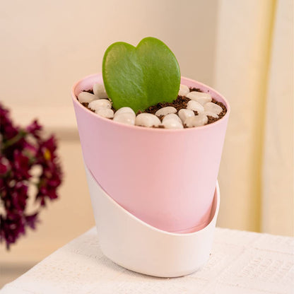 Beautiful Hoya Heart with Self-watering Pot